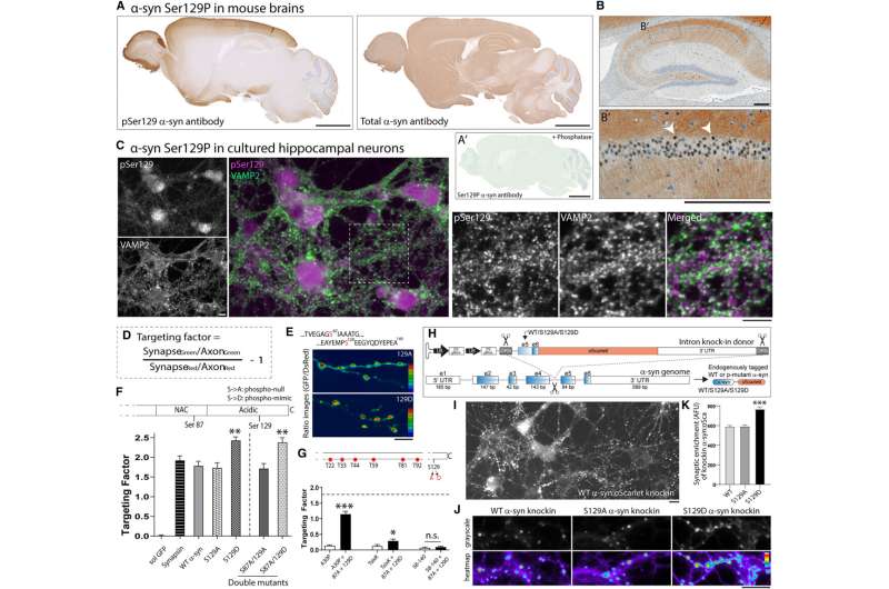 A common marker of neurological diseases may play role in healthy brains